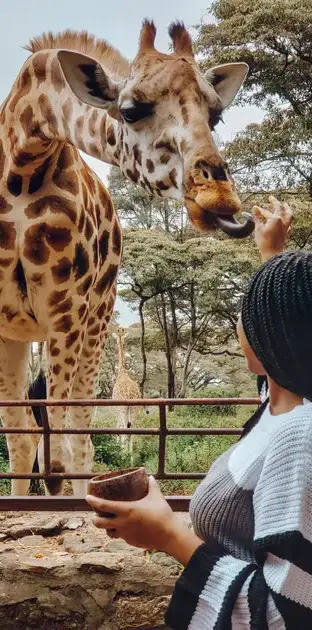 Giraffe Centre Visit scaled 1