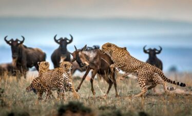 7 Days Kenya and Tanzania Safari