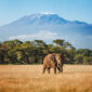 9 day tanzania safari 85x85