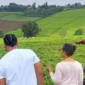 Kiambethu Tea Farm Day Trip From Nairobi
