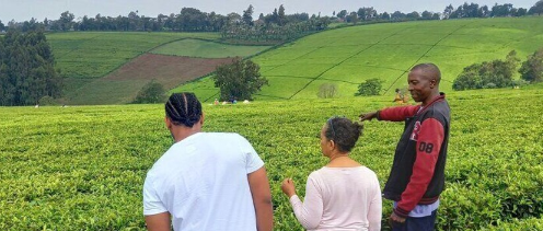 Kiambethu Tea Farm Day Trip From Nairobi