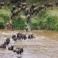 Mara Migration 2025