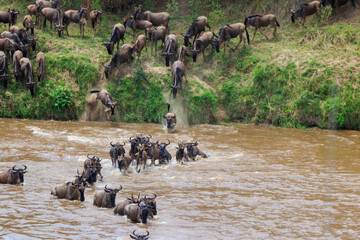Mara Migration 2025