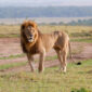 Masai Mara safari itinerary