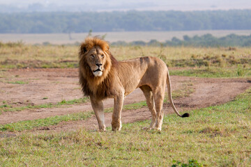 Masai Mara safari itinerary
