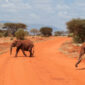 Tsavo Safari
