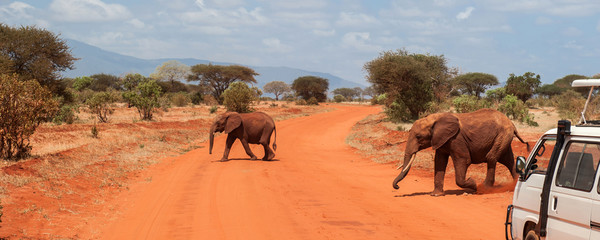 Tsavo Safari