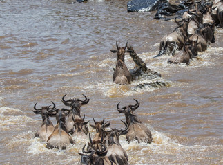 Mara Migration 2025