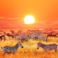 14 Day Kenya and Tanzania Safari