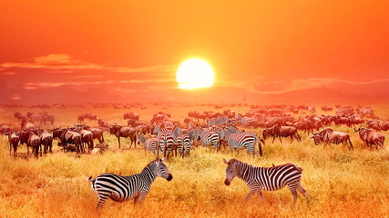 14 Day Kenya and Tanzania Safari