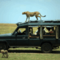 Luxury Safari