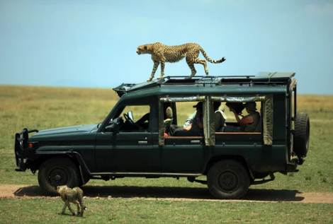 Luxury Safari