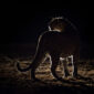 Night Game Drive Safaris