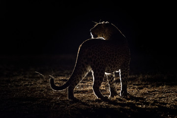 Night Game Drive Safaris
