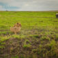 Private Tanzania Safari and Tours Packages 85x85