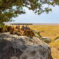 masai mara or serengeti