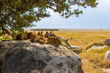 masai mara or serengeti