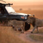 Budget friendly Wildlife Safaris in Kenya 85x85