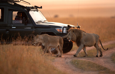 Budget-friendly Wildlife Safaris in Kenya