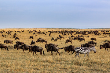Best Kenya Safari and Beach Holiday Tour Packages