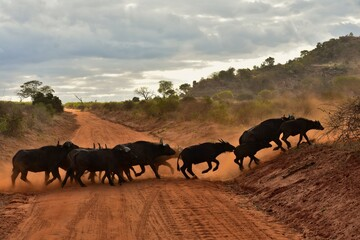 Tsavo National Park Activities