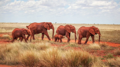 Tsavo National Park Activities