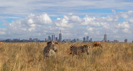 1 Day Nairobi Tour Safari