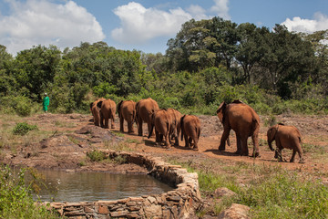 1 Day Nairobi Tour Safari