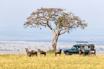 1 Day Nairobi Tour Safari