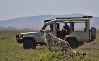 Budget-friendly Wildlife Safaris in Kenya