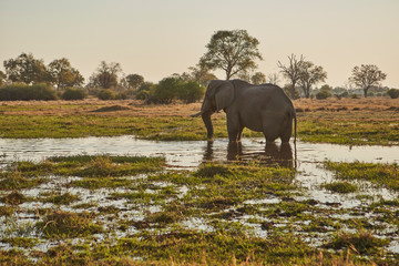 Budget-friendly Wildlife Safaris in Kenya